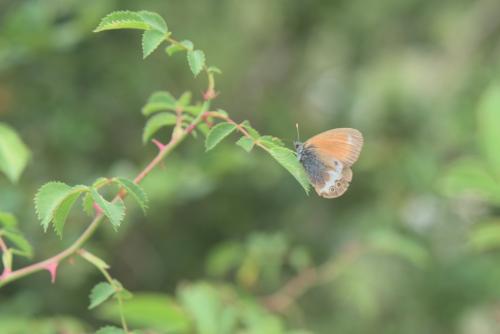 Réf. 227 732 : Coenonympha arcania